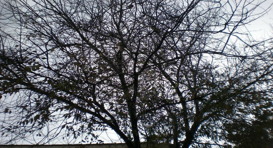 mexico_park_trees